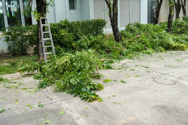 Best Professional Tree Care  in North Bend, WA